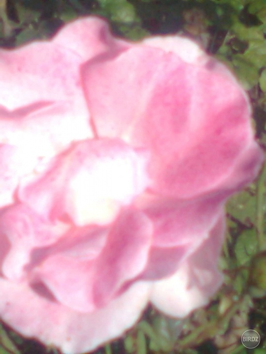 Ružová na kvetoch krásne sedí :)