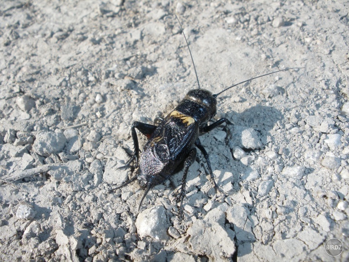 Cvrček poľný (Gryllus campestris)