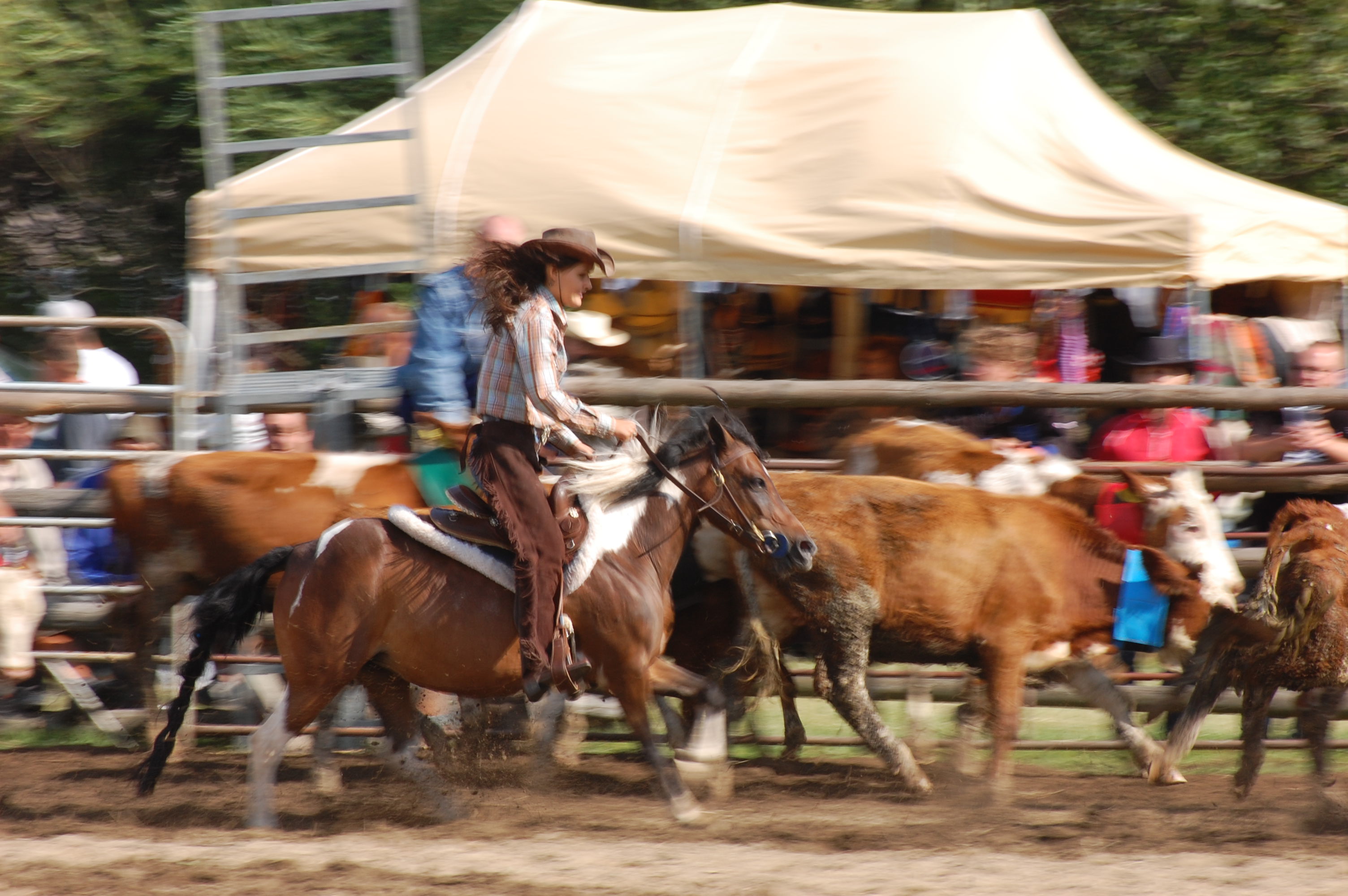 Cattle penning