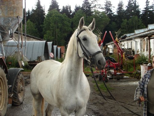 boruška