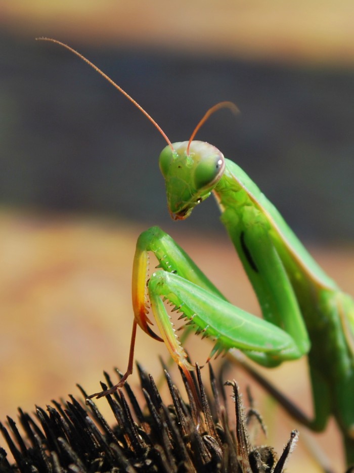 Pridám ešte jednu :) má tam neuveriteľne zákerný pohlad, pripomína mi Lokiho ♥
Modlivka zelená (Mantis religiosa), výskyt Sanusine nohavice (dočasný), Sanusina záhrada (trvalý) :D 
