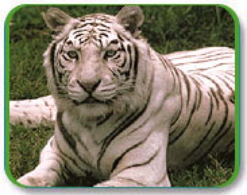 white tiger