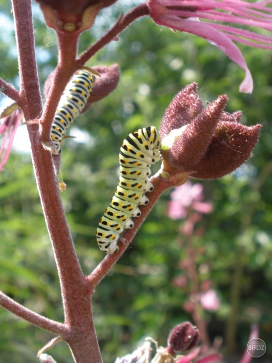 Húsenice vidlochvosta feniklového (Papilio machaon)