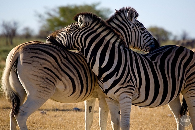 NP ETOSHA - filmár a fotograf Miro Pokorný Vás pozýva na Foto Safari do najfotogenickejšej krajiny sveta - viac info na: http://www.offroadtours.sk/fotosafari.html (Foto: Julo Nagy Namíbia/2008)