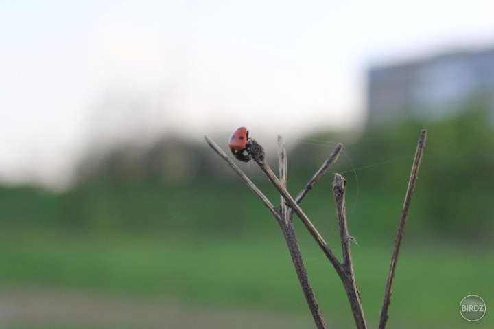 ladybird.