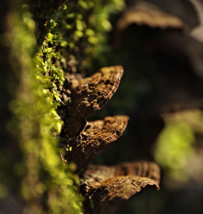 Prírodný bokeh