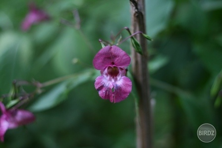 impatiens glandulifera