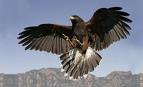 harris hawk sa to vola