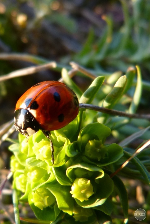 makro lienka