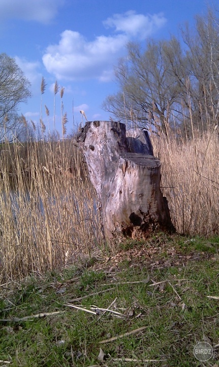 Pnik na brehu Ypsilonky