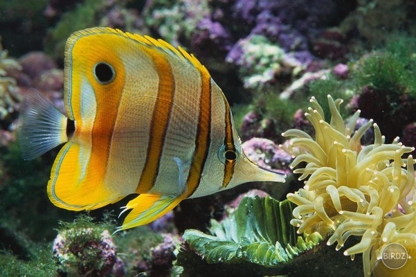 Copperband butterflyfish