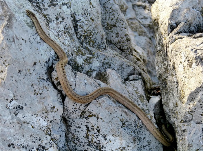 užovka hladká, dnes na vrchu Vápeč