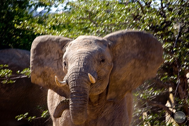 DAMARALAND - filmár a fotograf Miro Pokorný Vás pozýva na Foto Safari do najfotogenickejšej krajiny sveta - viac info na: http://www.offroadtours.sk/fotosafari.html (Foto: Julo Nagy Namíbia/2008)