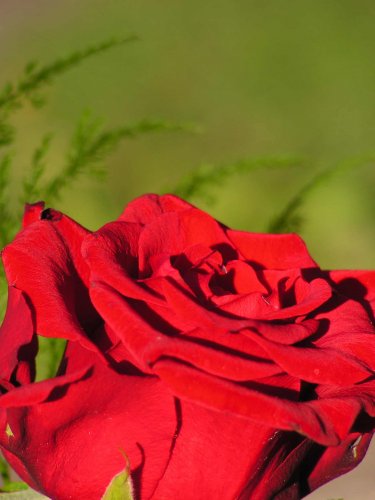 red rose.... nature is beautiful