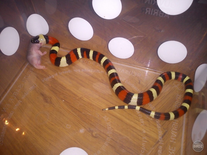 Lampropeltis trianglum campbelli