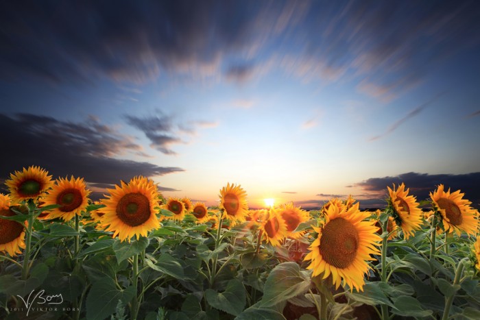 Field of Gold