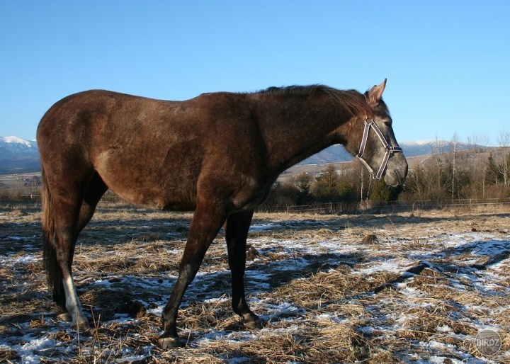 Obrázok