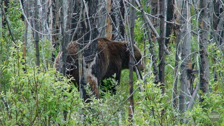 grizzly bear asi len 10m odo mňa. len tak popri ceste sa prechádzal :)  zážitok na celý život