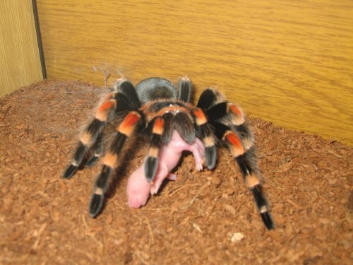 Smithi papá...