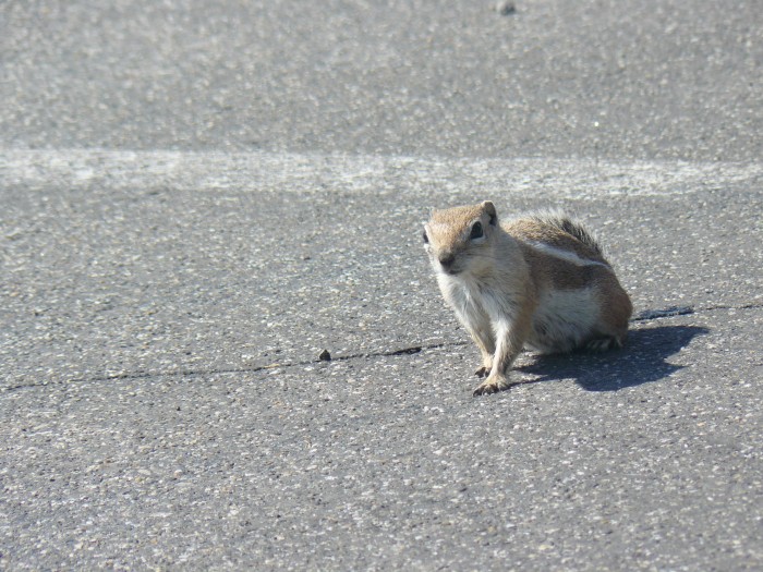 Fešáčisko jeden, Utahský Chipmunk :D