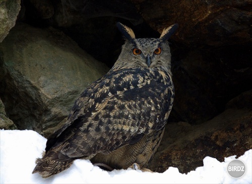 bubo bubo:D.....slovensky vyr skalny:D.......strasne pekna sova:D......titusko je moj milacik.)...aj ked ma uz 3x dobol....ale mne to nevadi j tak ho loobim:)