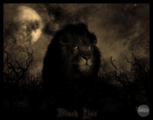 (My)Black Lion