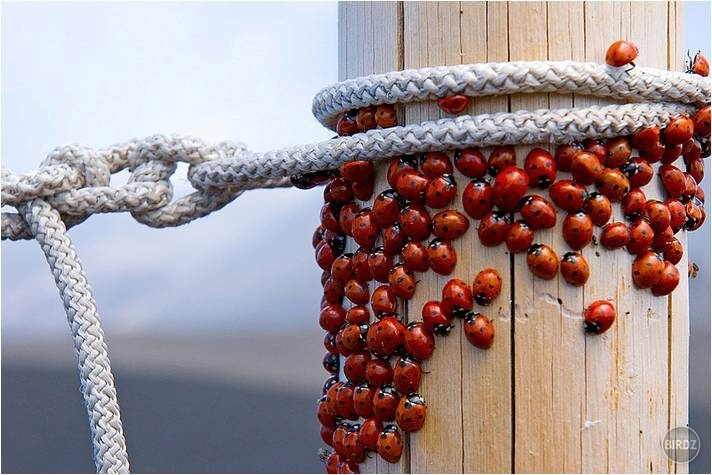 ladybirds meeting..