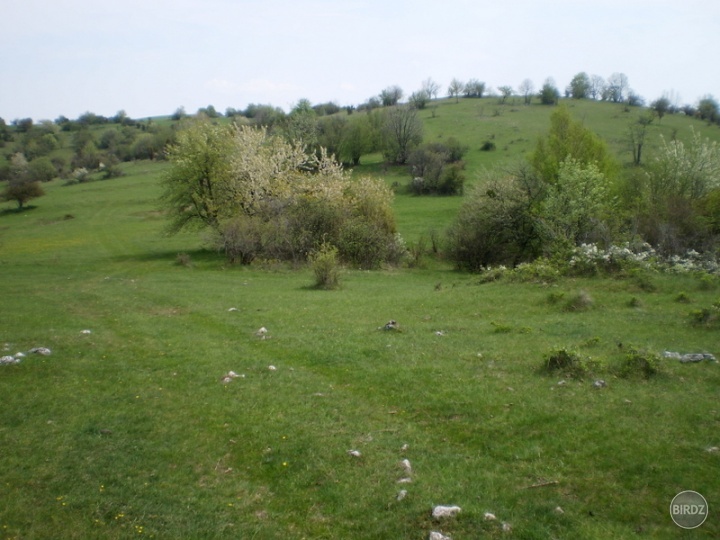 Planina