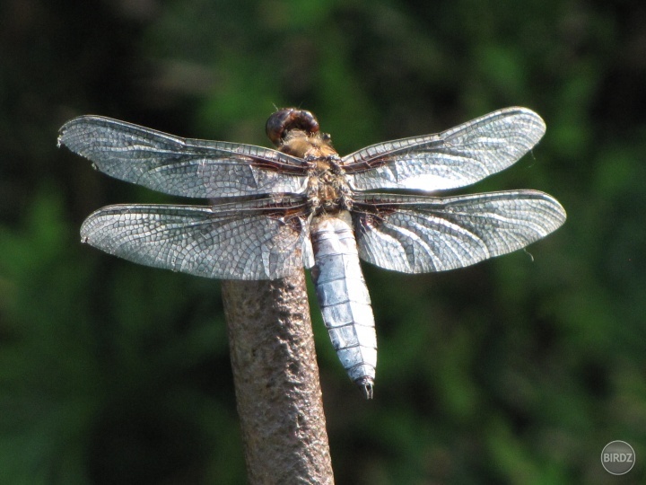 Libellula depressa - vážka ploská