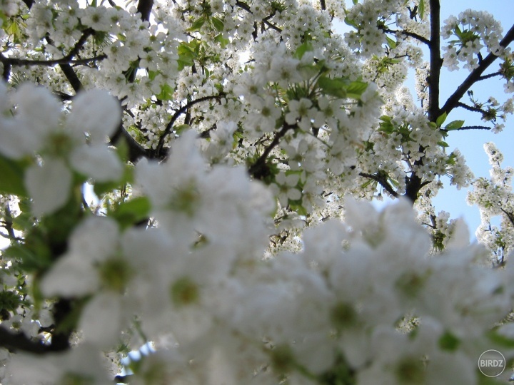 čerešňové kvety 
