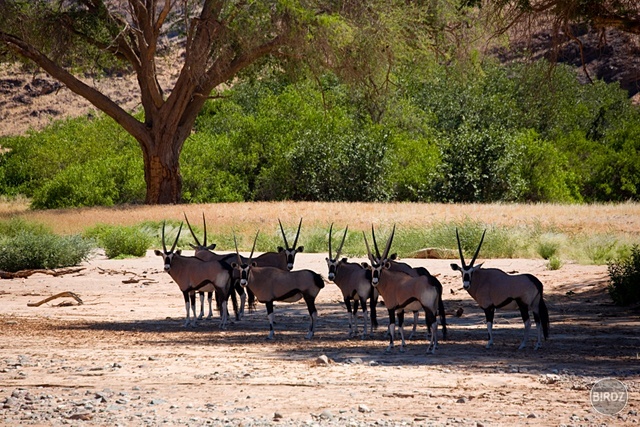 HOANIB RIVIER - filmár a fotograf Miro Pokorný Vás pozýva na Foto Safari do najfotogenickejšej krajiny sveta - viac info na: http://www.offroadtours.sk/fotosafari.html (Foto: Julo Nagy Namíbia/2008)