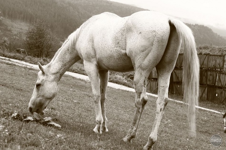 JT, foto od Naťky