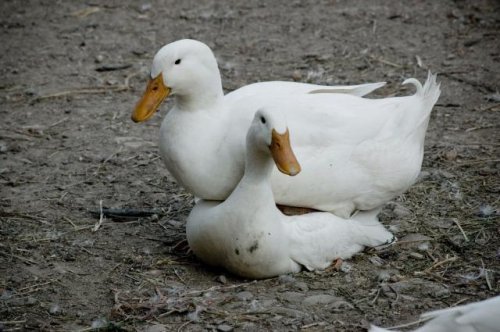 taktoto su moje najkamaratky...vzdy drzime spolu