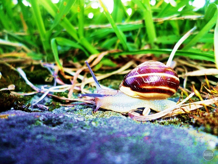 snail 