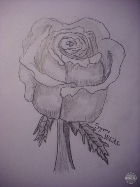 Rose ♥ 