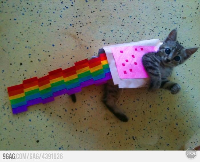 nyan caaaaat=D