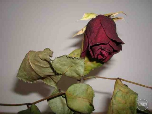 Mesačná ruža ;)