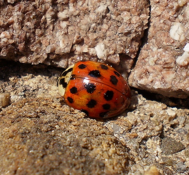 Lienka veľká - Anatis ocellata