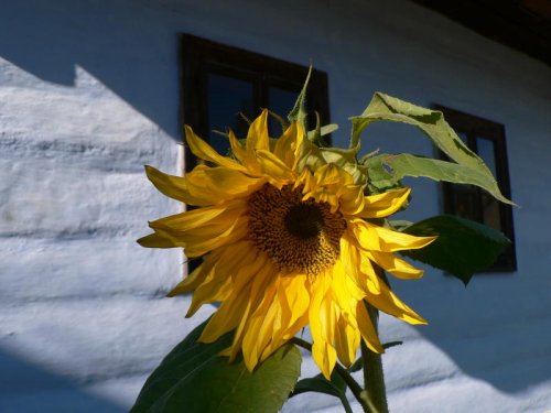 Slnečnica po prvé (Skanzen Pribylina, Slovensko 2007)