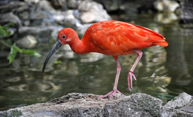 Zoo Bojnice