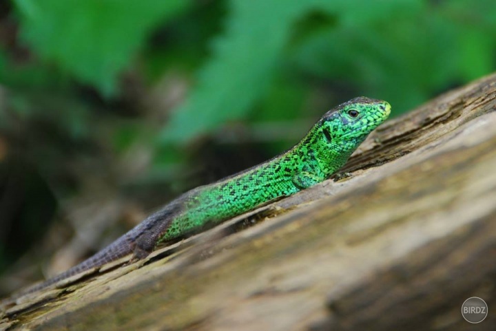 Jašterica krátkohlavá stredoeurópska - Lacerta agilis agilis - samček