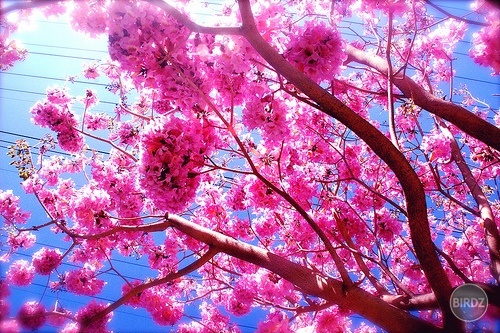 Beautiful Pink Tree