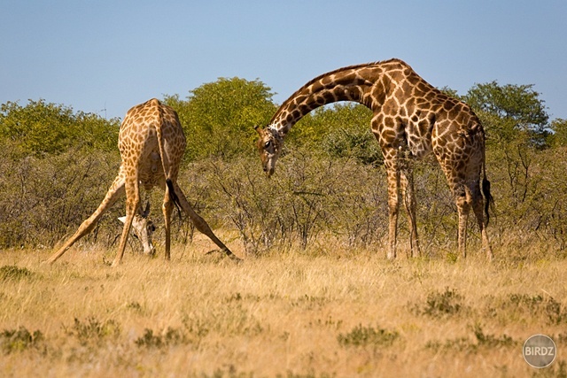 NP ETOSHA - filmár a fotograf Miro Pokorný Vás pozýva na Foto Safari do najfotogenickejšej krajiny sveta - viac info na: http://www.offroadtours.sk/fotosafari.html (Foto: Julo Nagy Namíbia/2008)