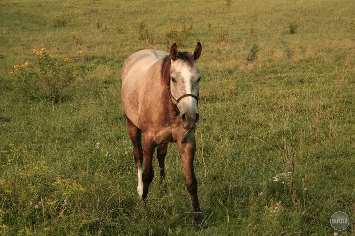 Lolka. tu vyzerá ako pravý quarter horse :)