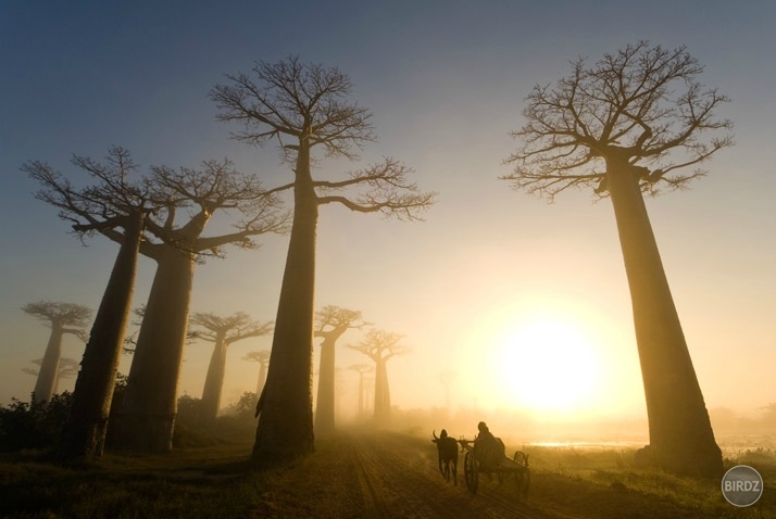 Madagaskar - východ slnka osvetluje 80 metrov dlhé Baobaby