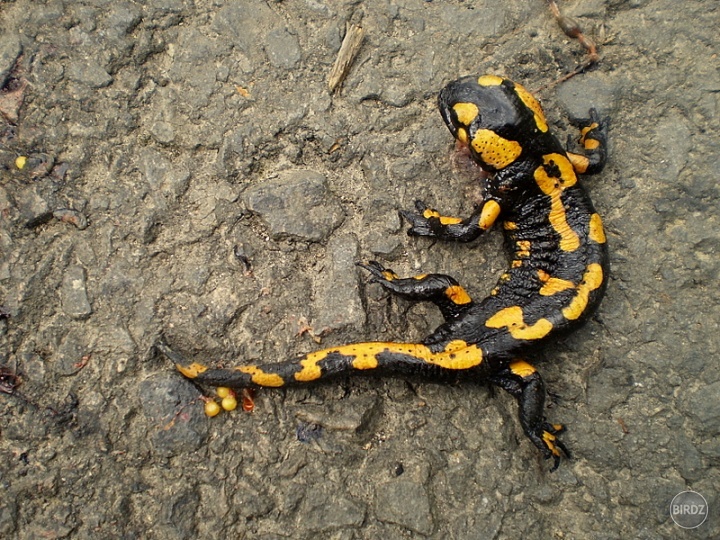 Salamandra škvŕnitá