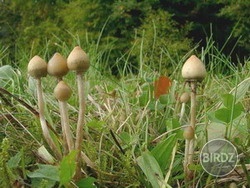 magic mushrOOms