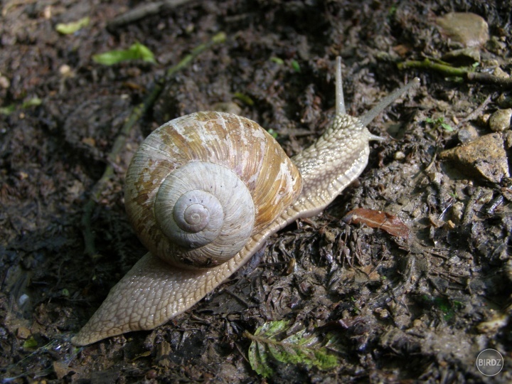 Obrázok