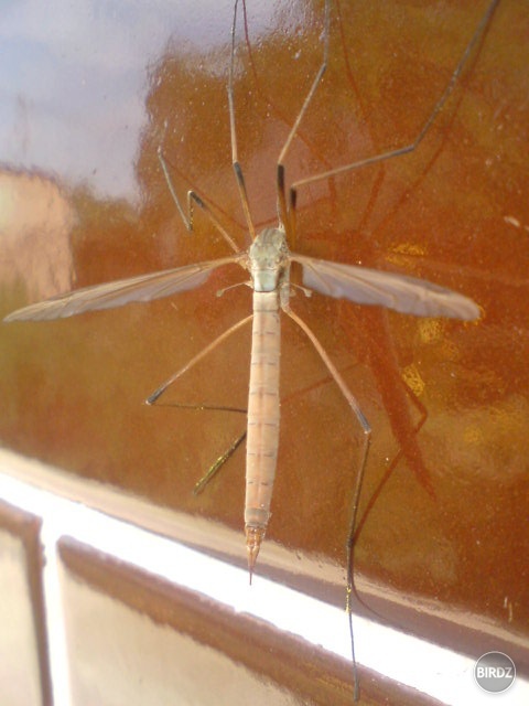 tipula