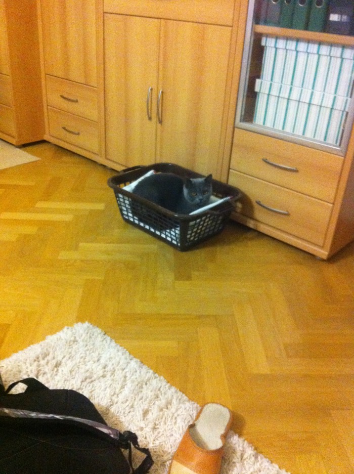 Cat logic: keď ma vyhodíš z postele, ja si lahnem do tvojho cerstvo vyprateho a poskladaneho pradla .. :3 